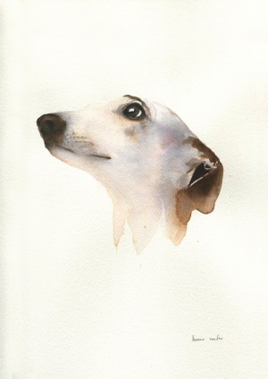 Greyhound Study 2 by Kareena Zerefos