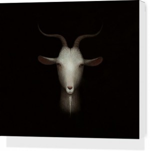 Goat by Paul Barnes Stretched Canvas