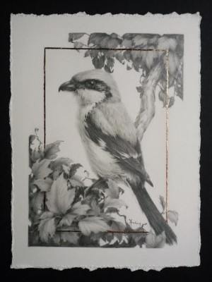 Loggerhead Shrike And Hawthorn 2 by Vanessa Foley