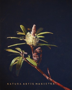 Nature Is The Teacher Of Art Banksia by Chelsea Gustafsson