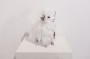 Guardian Muttenhorn "Foster" by Yetis & Friends Side 2