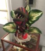 Sweaty Audrey II by Sweaty Taxidermy 003