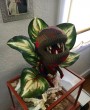 Sweaty Audrey II by Sweaty Taxidermy 004