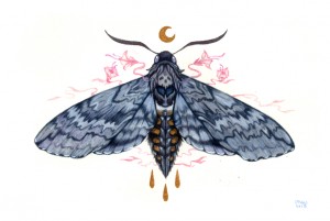 Blackburn's Sphinx Moth by Nana Williams