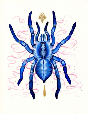 Gooty Tarantula by Nana Williams